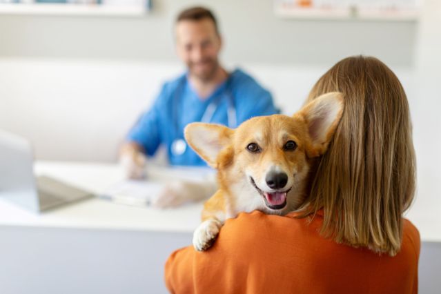 Die 7 besten Tipps für einen entspannten Tierarztbesuch mit Ihrem Hund Aufmacher
